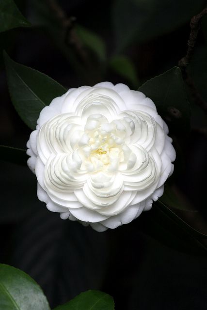 a large white flower with green leaves in the foreground and dark background behind it