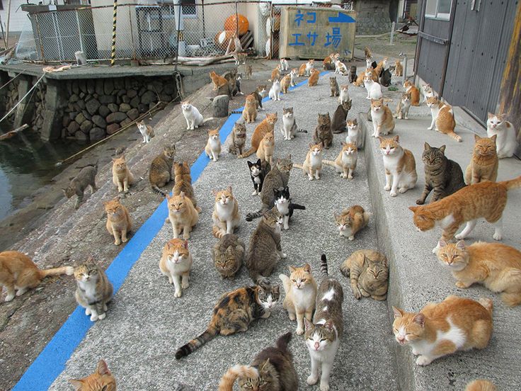 there are many cats that are standing together