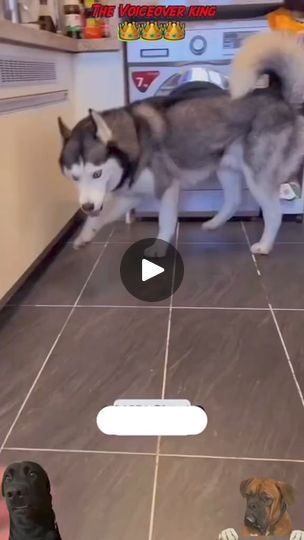 two dogs are playing with each other in the kitchen