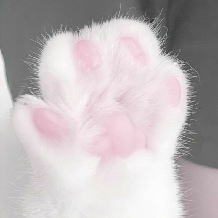 the paw of a cat with pink and white fur on it's back paws