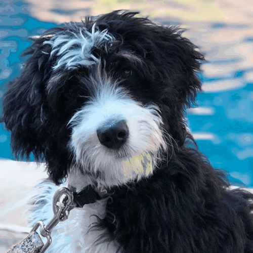 a black and white dog sitting next to a pool with a chain on it's neck