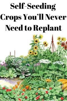 a garden with lots of plants and flowers in it, the words self seeding crops you'll never need to replant