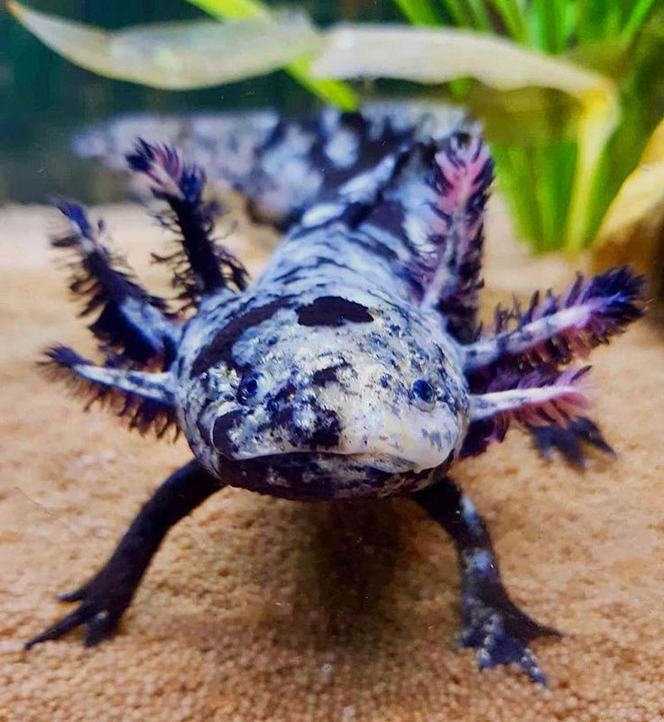 a close up of a small lizard on a dirt ground with plants in the background