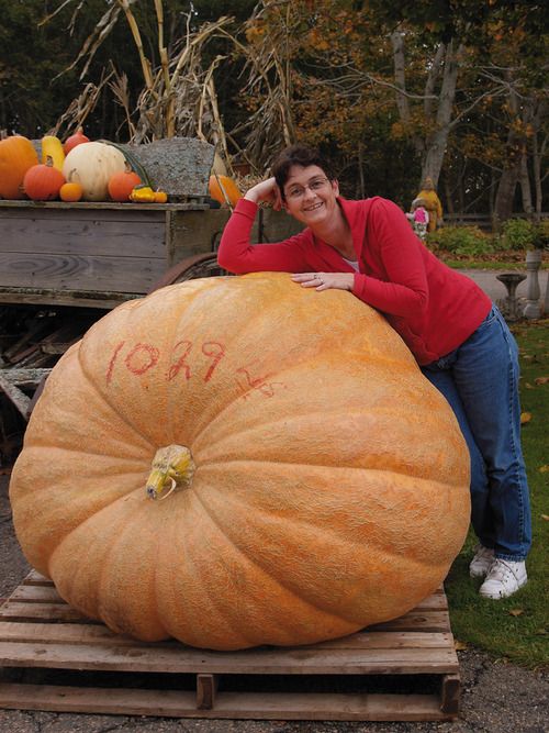 a man sitting on top of a giant pumpkin