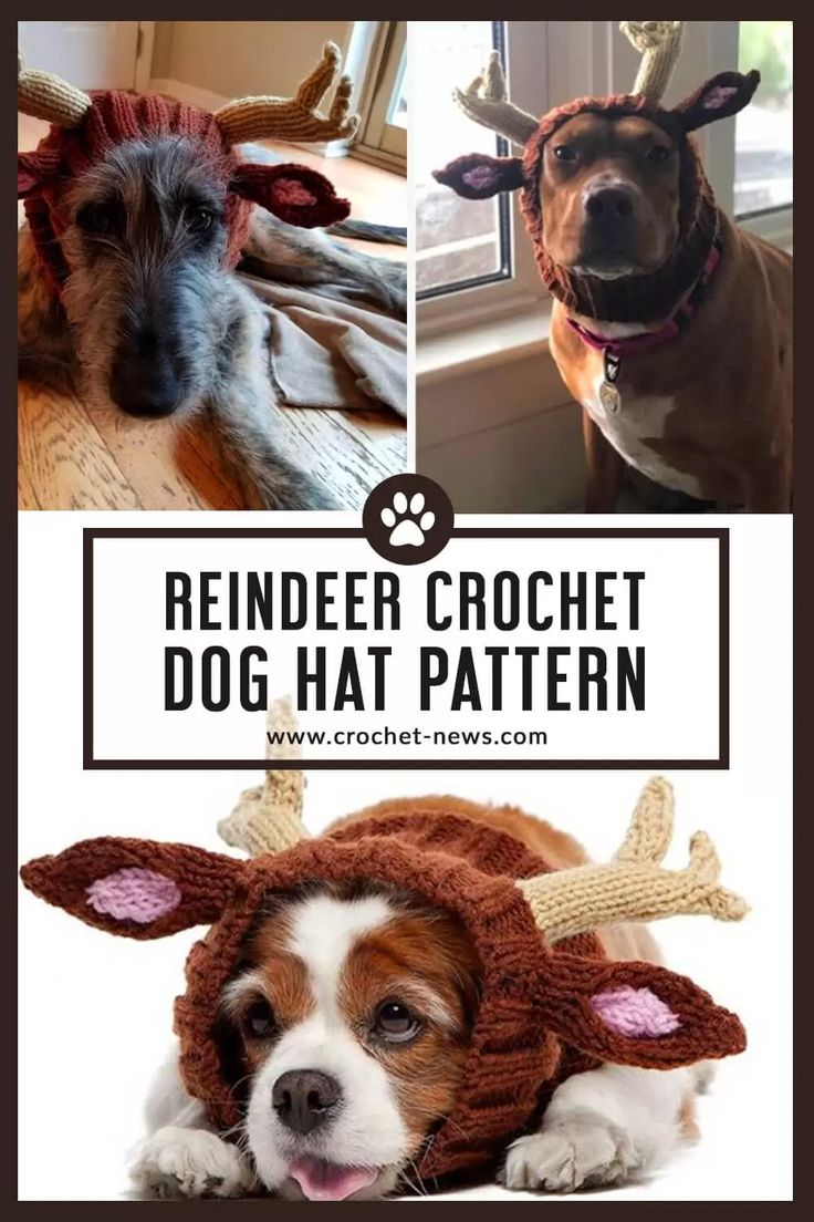 two dogs wearing reindeer hats with the words reindeer crochet dog hat pattern on them