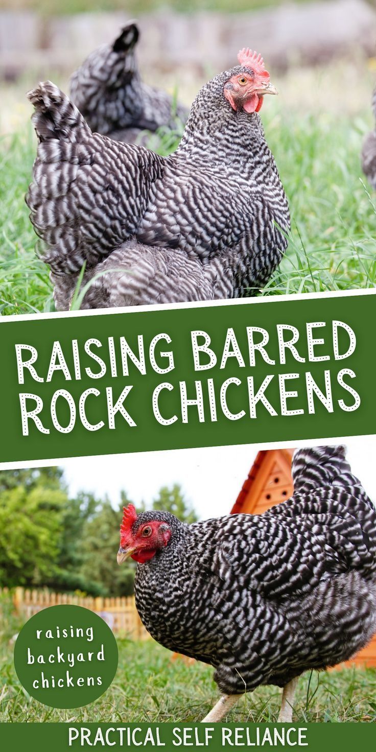 the cover of raising barred rock chickens is shown in two different photos, one with an image of three chickens on it