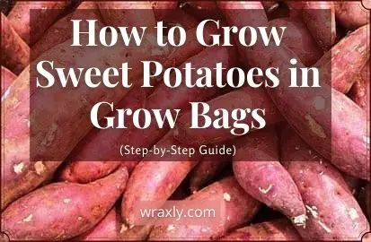 the words how to grow sweet potatoes in grow bags