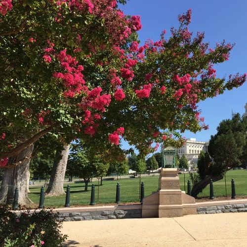 the monument is surrounded by pink flowers and trees