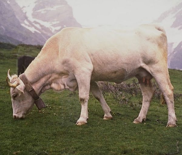 two cows grazing in a field with mountains in the background