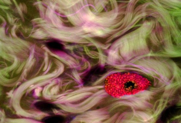 a red flower is surrounded by green and purple swirls