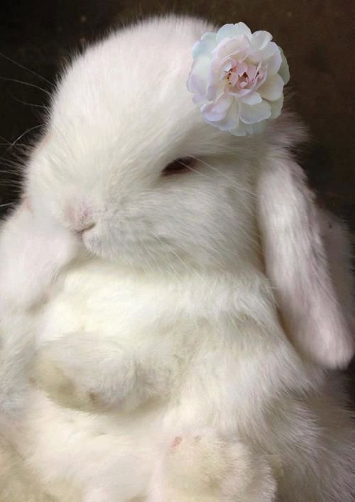 a person holding a white rabbit in their hand