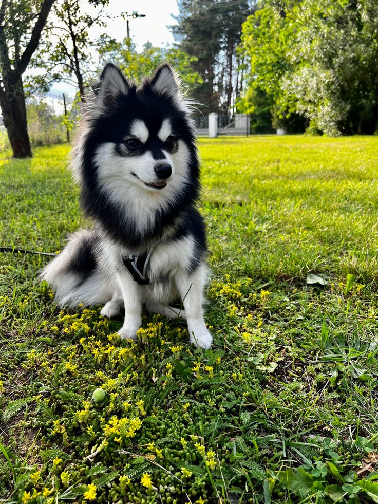 a black and white dog sitting in the grass