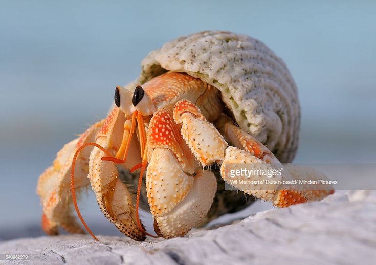 a close up of a crab on the beach