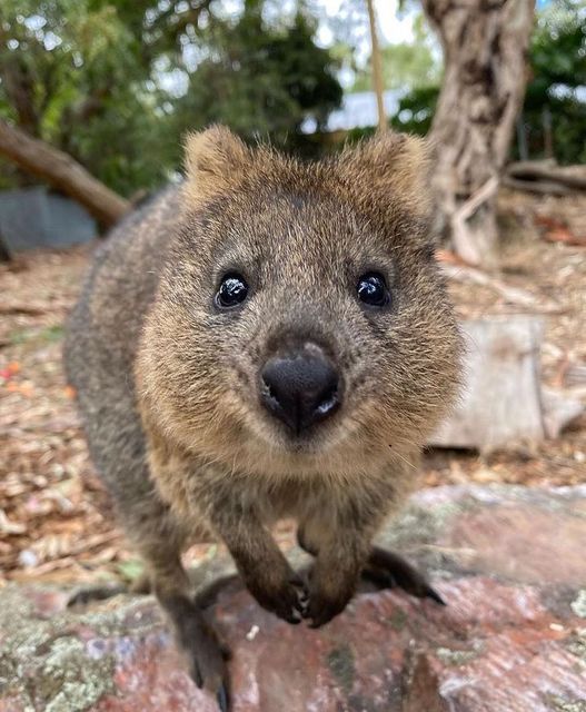 a close up of a small animal on a rocky ground with trees in the background