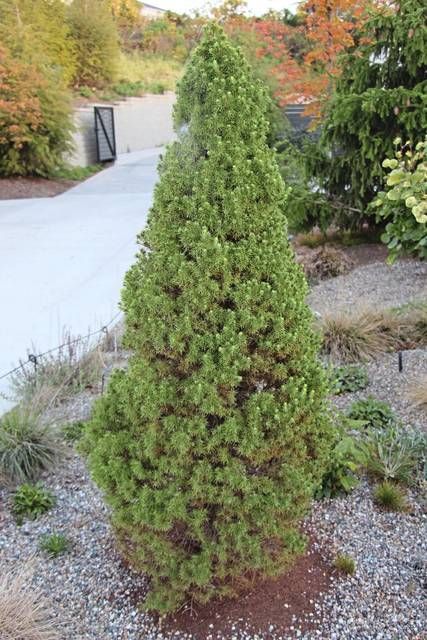 a small green tree sitting in the middle of a gravel area next to some bushes