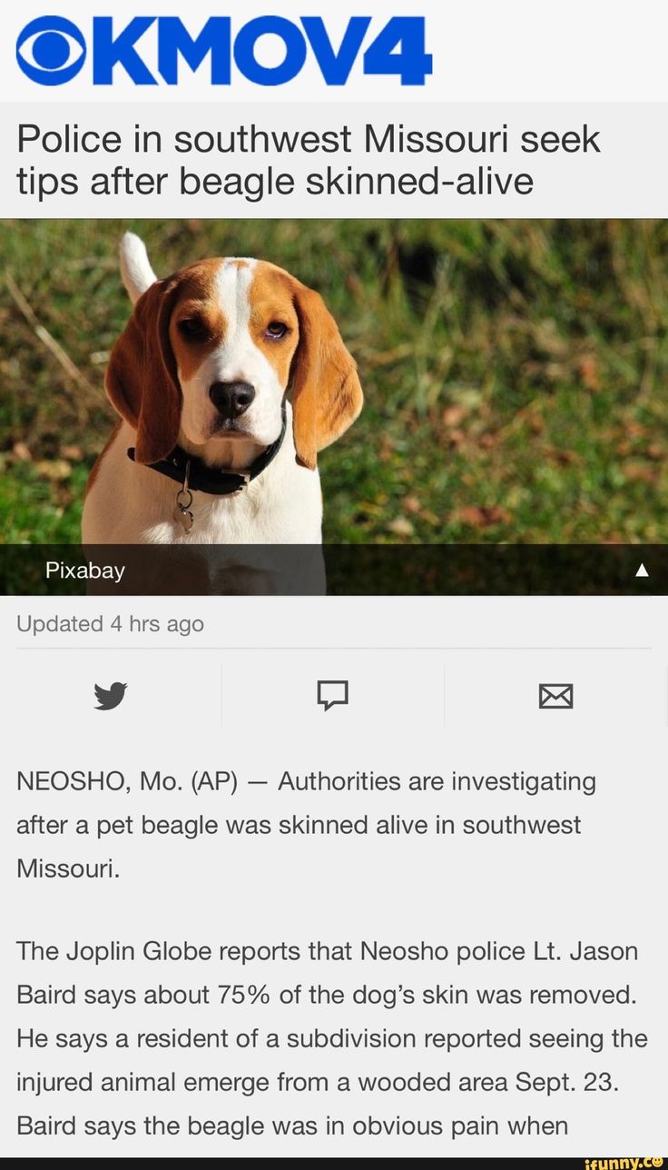 an image of a dog that is on the twitter page for kmov4