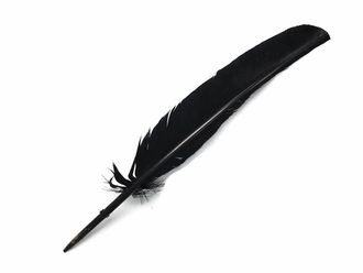 a black feather quill on a white background