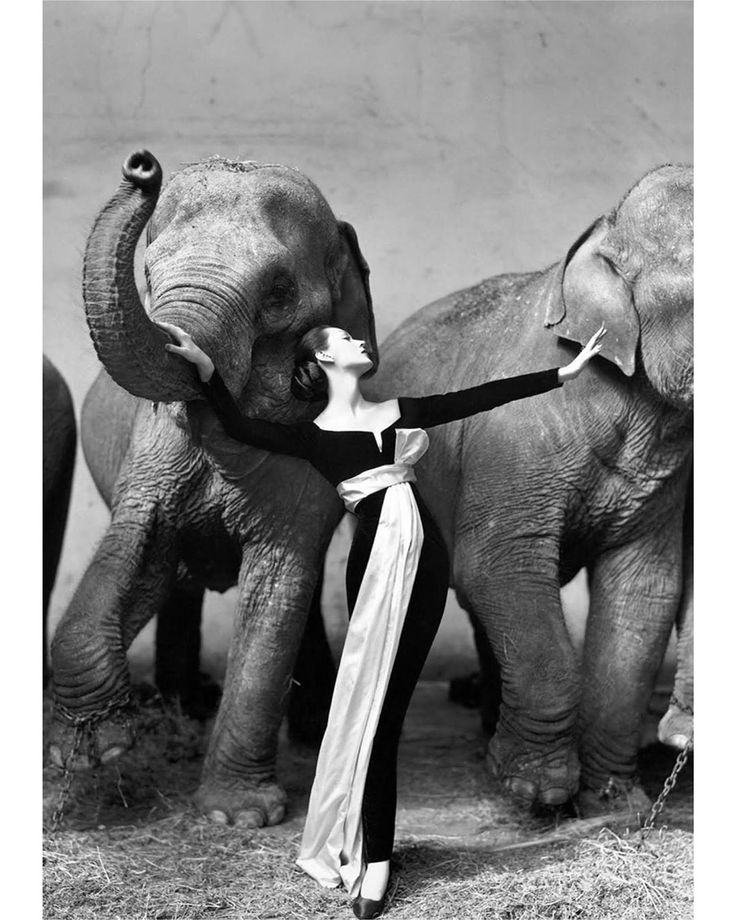 an old photo of a woman standing in front of two elephants with her arm outstretched