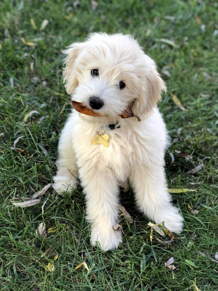 a small white dog sitting on top of a lush green grass covered field with a bone in its mouth