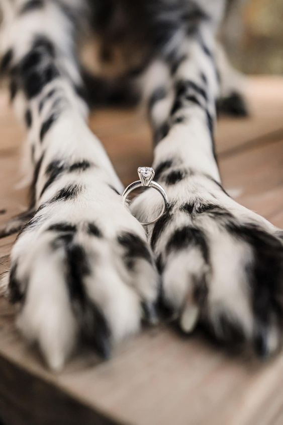 the paw of a dog with a diamond ring on it's thumb and paws