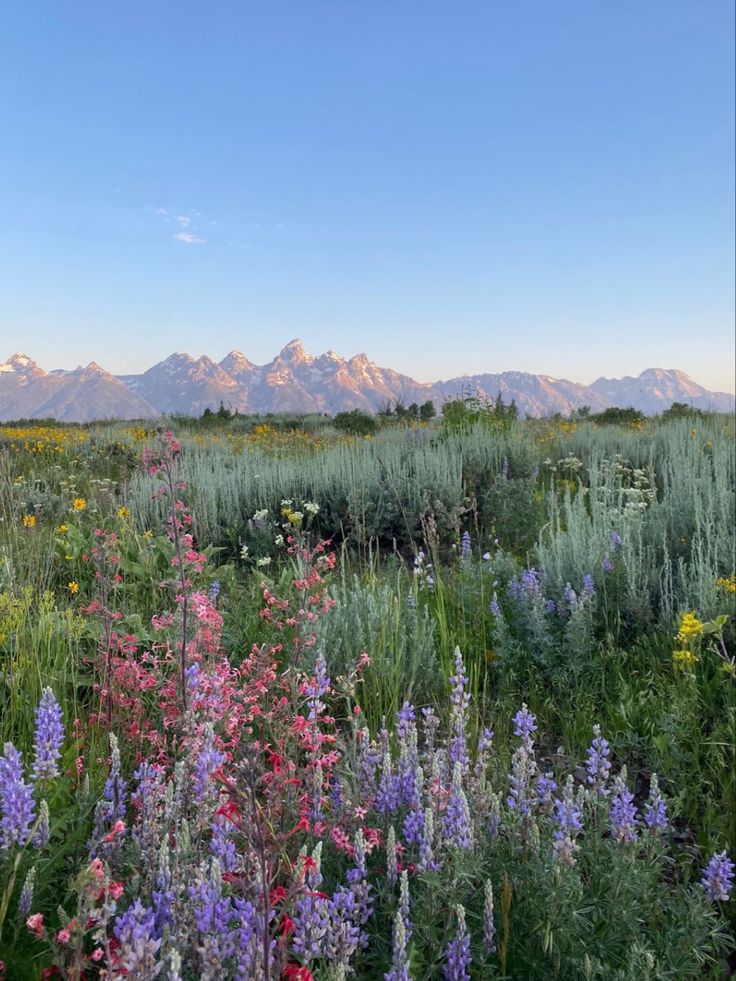 wildflowers and grasses in the foreground with mountains in the background