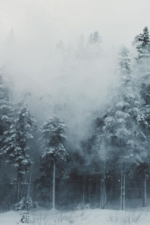 a snow covered forest filled with lots of tall pine trees under a white cloudy sky