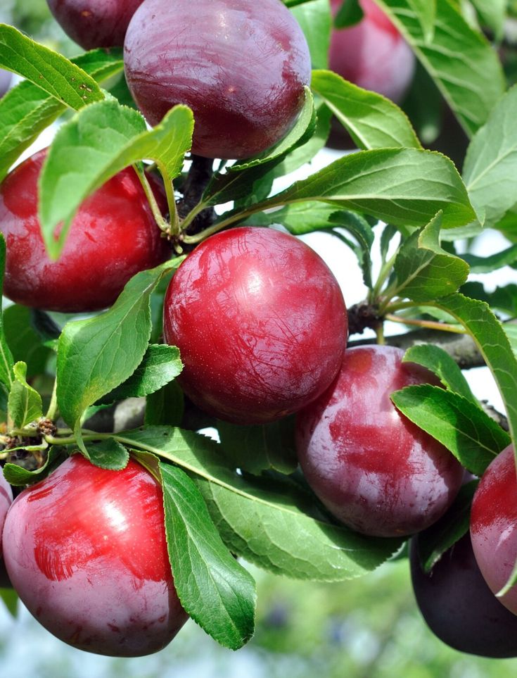 plums are growing on the tree with green leaves