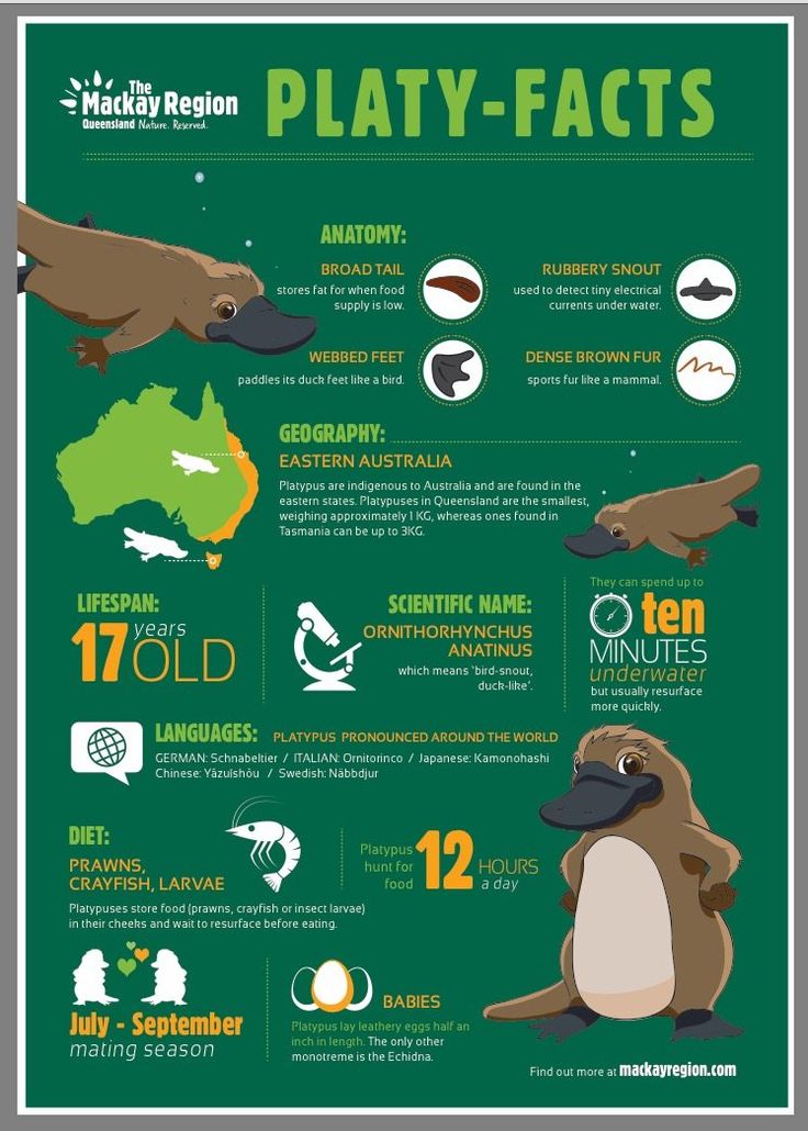 the platy - fact poster is shown in green and white, with an image of