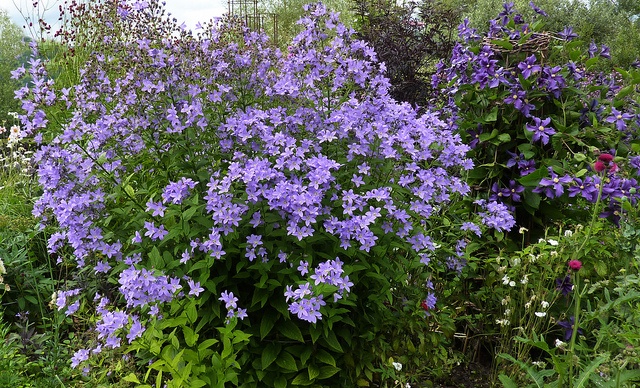 purple flowers are blooming in the garden