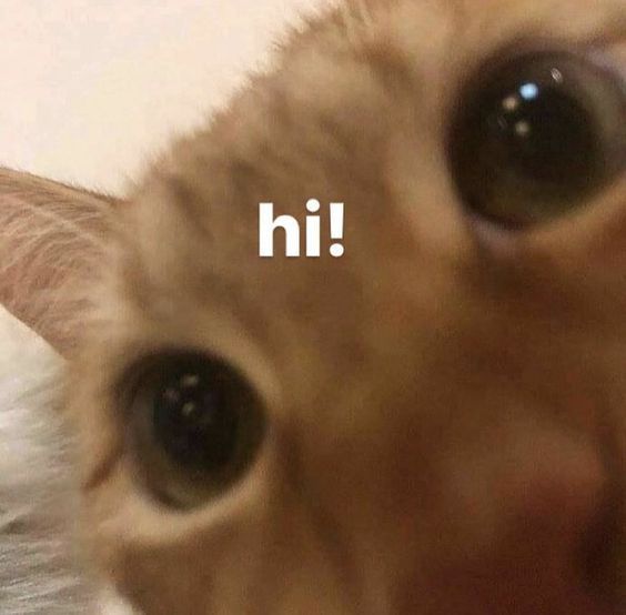 a close up of a cat's face with the words hi in front of it