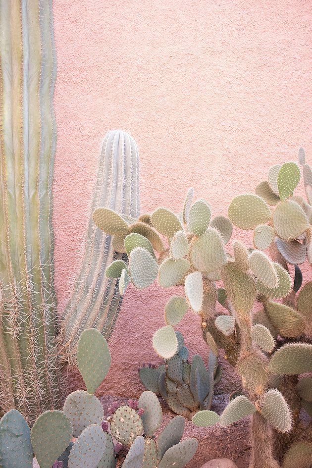 several cactus plants in a desert setting with pink walls