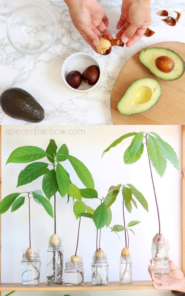 an avocado is being cut into pieces and placed on top of a table