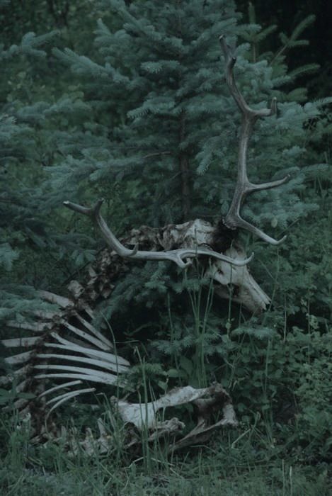 an animal skeleton in the woods with antlers on it's back and neck