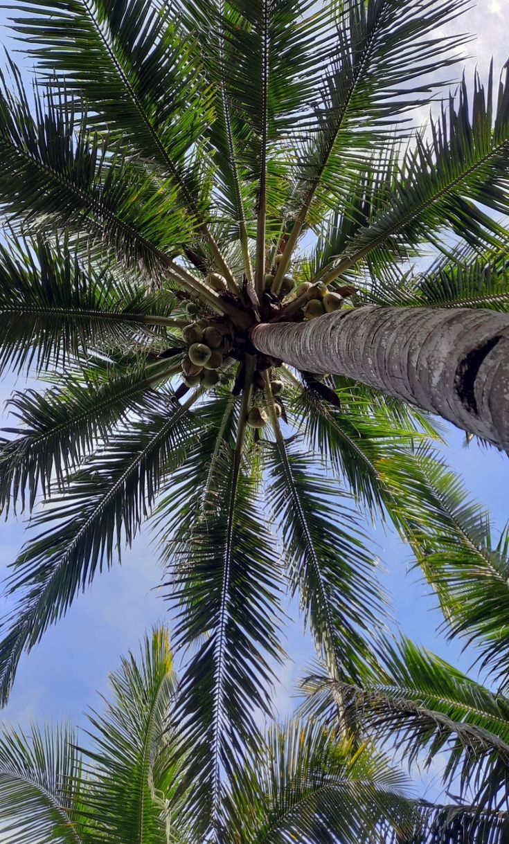 the top of a palm tree looking up into the sky with clouds in the background