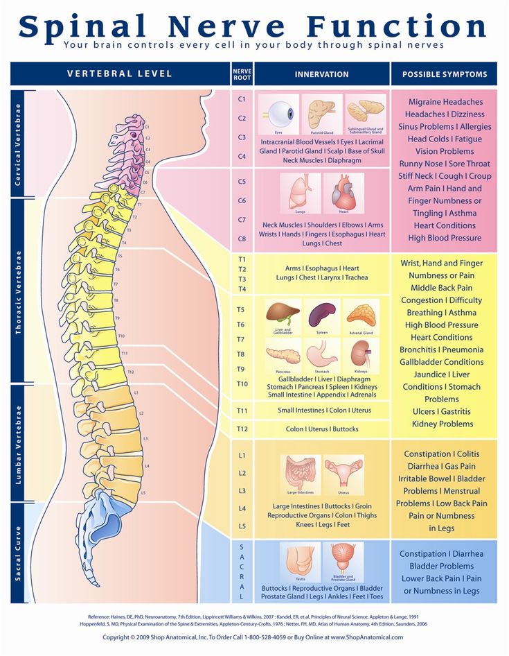 Discover Why Proper Spinal Nerve Function Is CRUCIAL To Your Health & Wellbeing! Spinal Nerves Anatomy, Nose Sores, Remedy For Sinus Congestion, Nerve Anatomy, Allergy Eyes, Brain Nerves, Sinus Problems, Spinal Nerve, Sinus Congestion