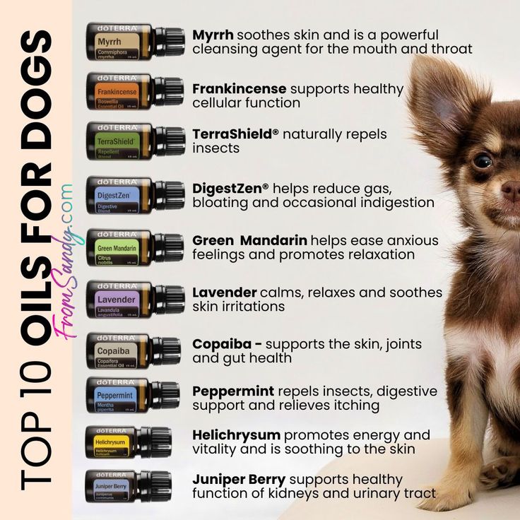 the top 10 essential oils for dogs to use in their home pet care routine and grooming