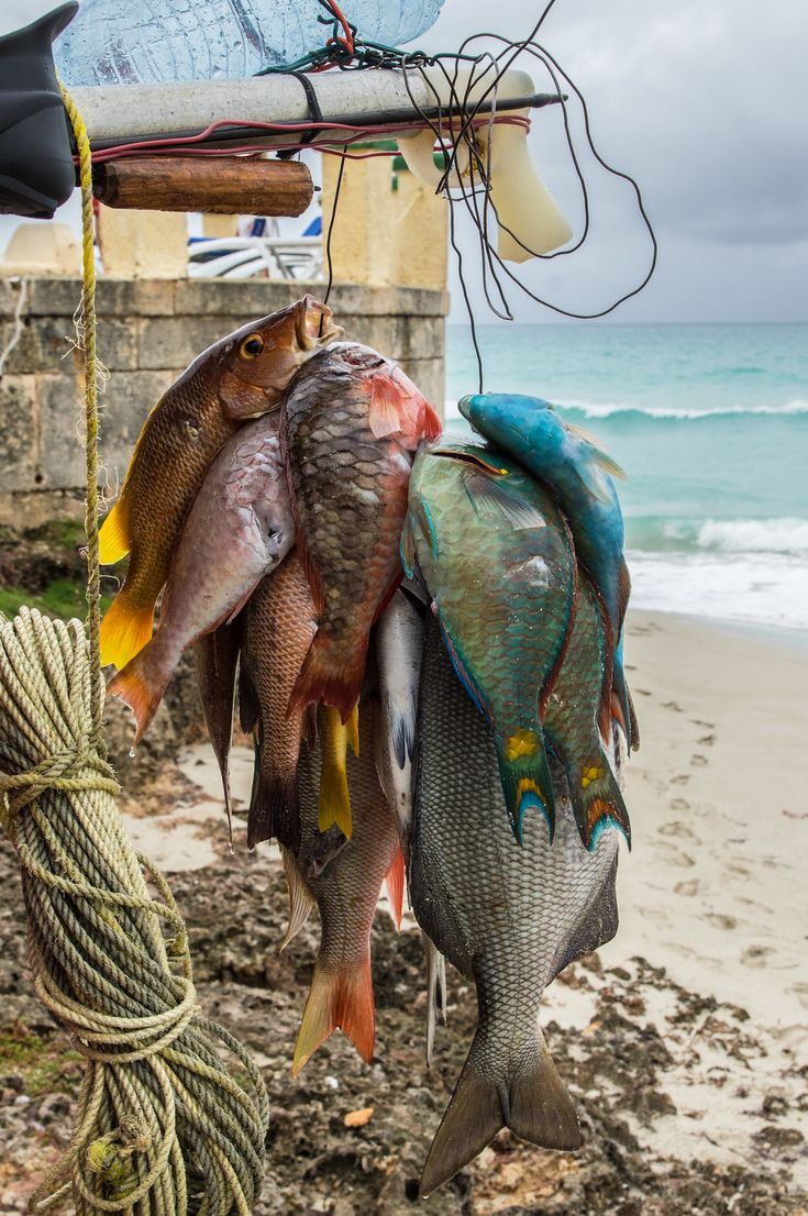 some fish hanging from a rope on the beach