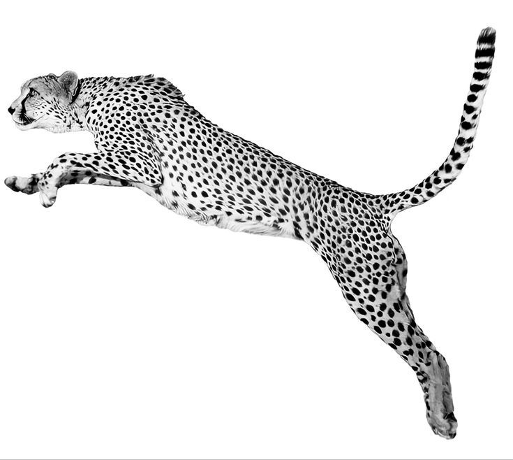 a black and white photo of a cheetah jumping in the air with it's tail extended