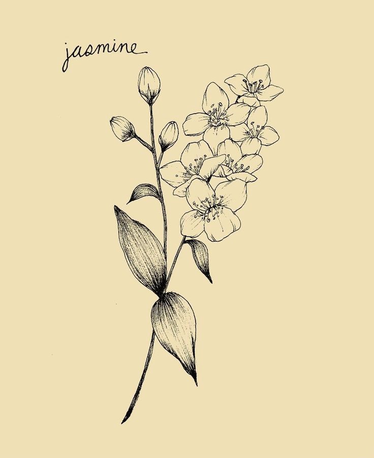 a black and white drawing of flowers with the words jasmine written in cursive writing