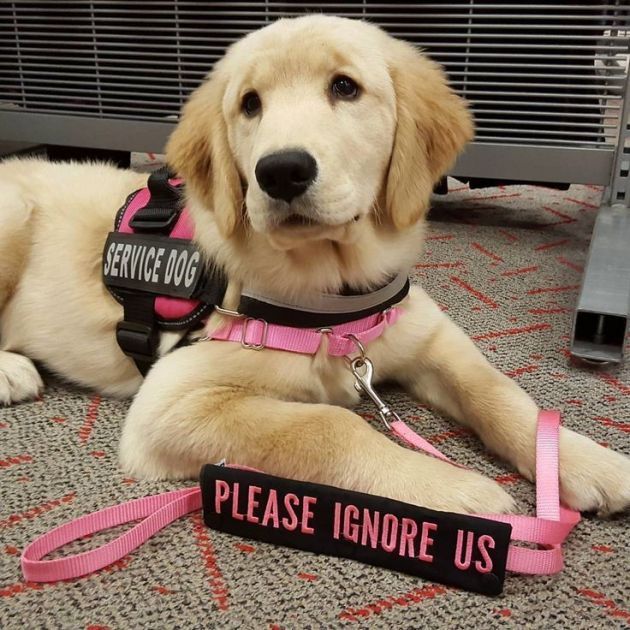 a dog is laying on the floor wearing a pink harness and leash with a sign that says please ignore us