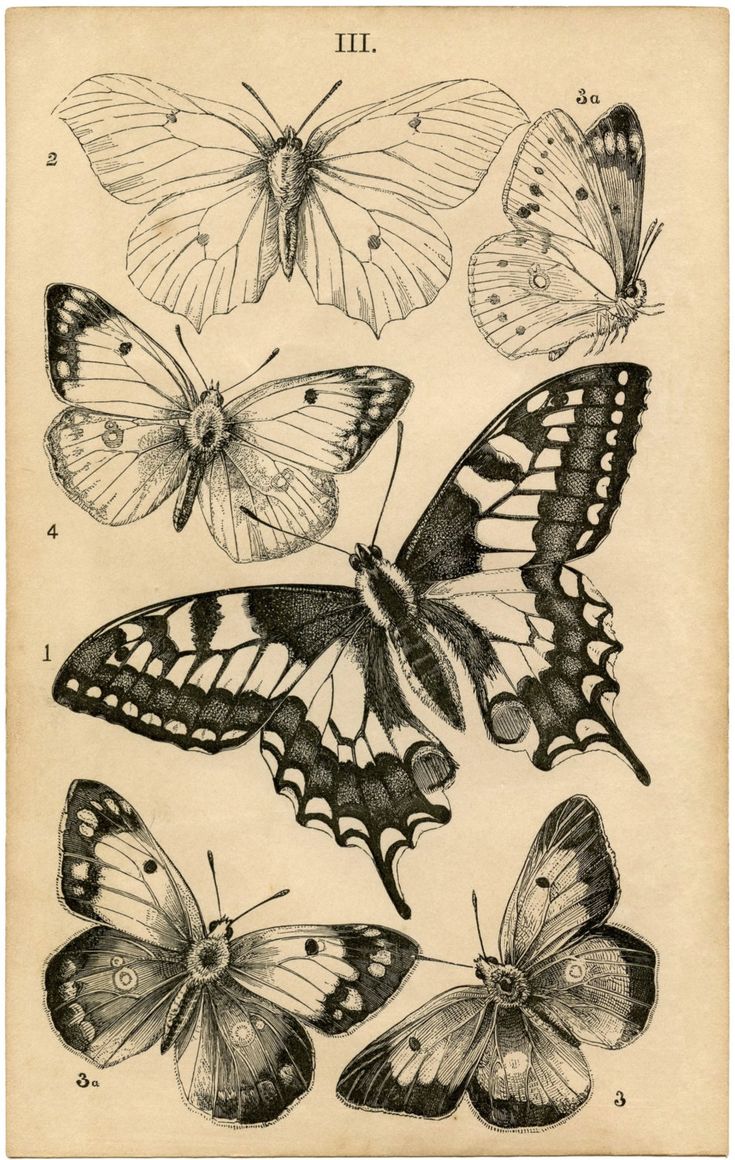 four different butterflies are shown in this antique illustration, one is black and the other is white