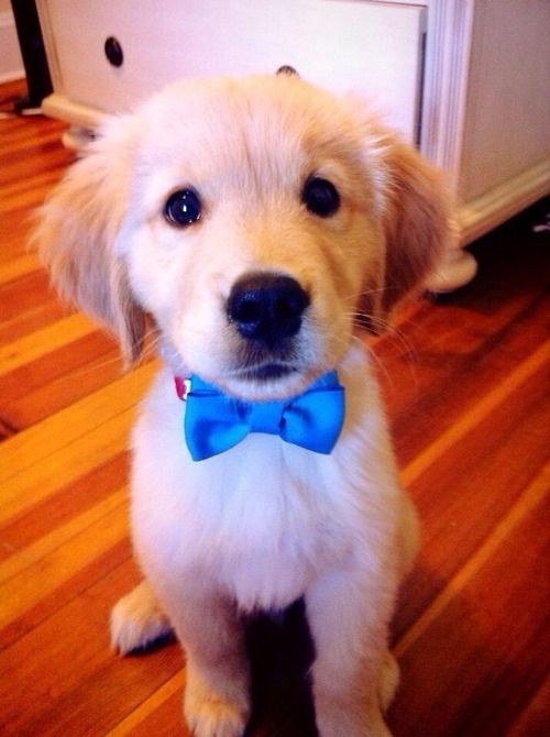 a dog with a blue bow tie sitting on the floor