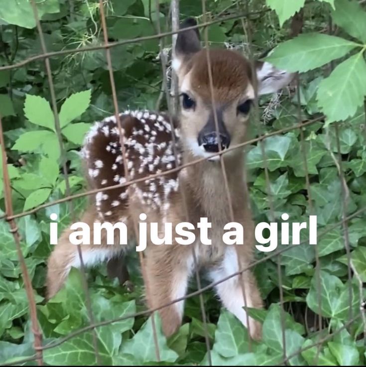 a baby deer standing behind a fence with the words i am just a girl on it