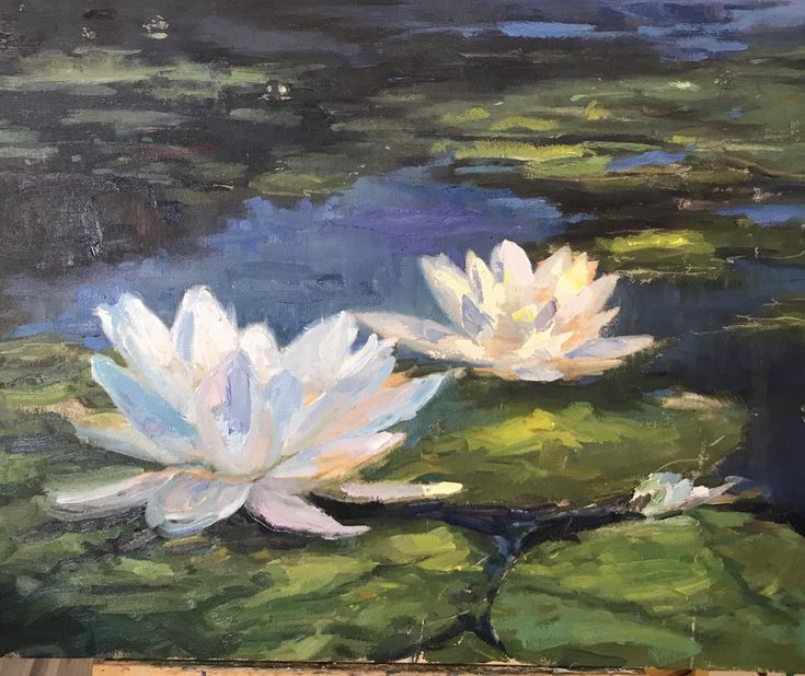 two white water lilies floating on top of a green leafy body of water