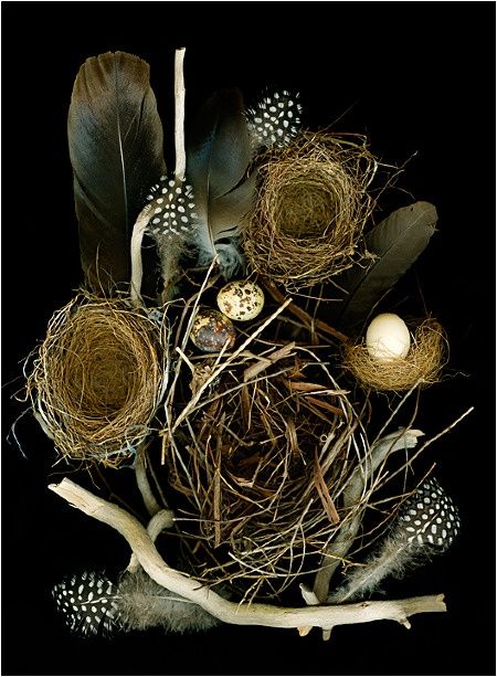 an arrangement of birds nests and eggs on branches with feathers in the middle, against a black background