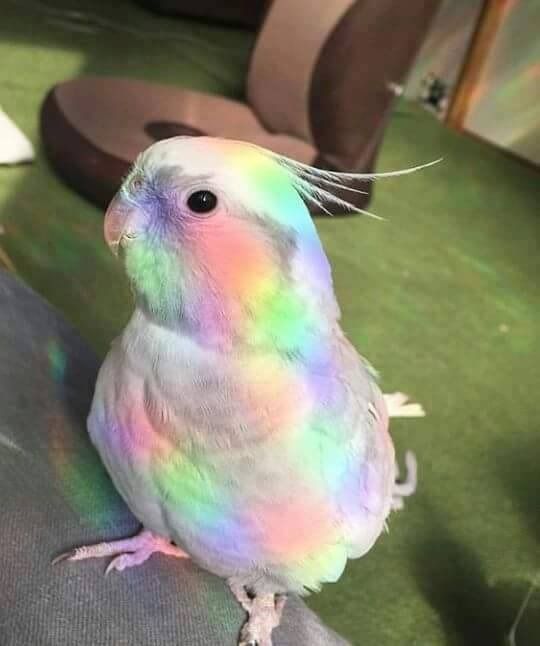 a rainbow colored bird sitting on top of a chair