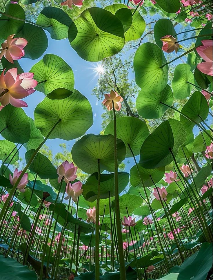 the lotus flowers are blooming all over the place in this photo, and it looks like they're floating on water