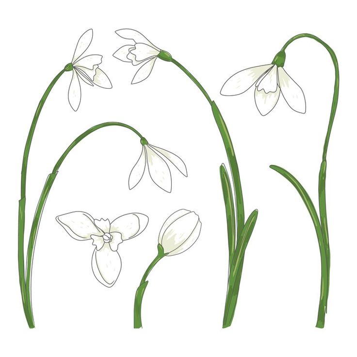 three white flowers with green stems on a white background, one in the foreground and another in the back ground