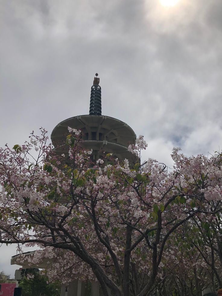 a tree with pink flowers in the foreground and a large building in the background