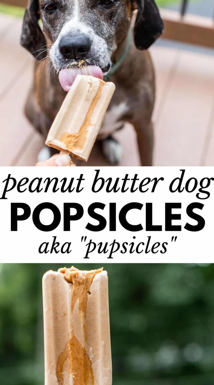 a brown and white dog holding a popsicle in it's mouth with the caption peanut butter dog popsicles aka puppies